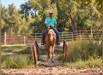 American Quarter Horse, Gelding, 4 years, Palomino