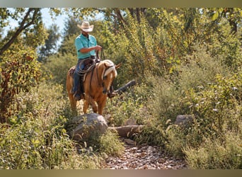American Quarter Horse, Gelding, 4 years, Palomino
