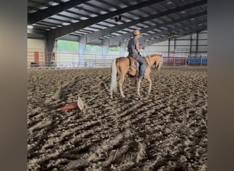 American Quarter Horse, Gelding, 4 years, Palomino