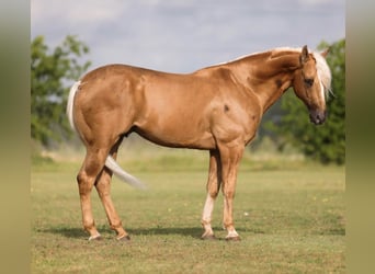 American Quarter Horse, Gelding, 4 years, Palomino