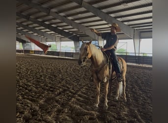 American Quarter Horse, Gelding, 4 years, Palomino