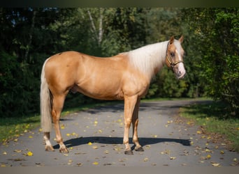 American Quarter Horse, Gelding, 4 years, Palomino