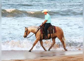 American Quarter Horse, Gelding, 4 years, Palomino