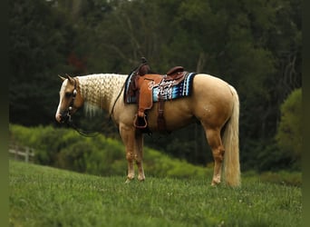 American Quarter Horse, Gelding, 4 years, Palomino