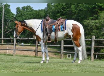 American Quarter Horse, Gelding, 4 years, Pinto