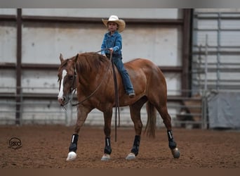 American Quarter Horse, Gelding, 4 years, Red Dun