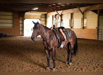 American Quarter Horse, Gelding, 4 years, Roan-Bay