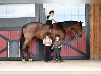 American Quarter Horse, Gelding, 4 years, Roan-Bay