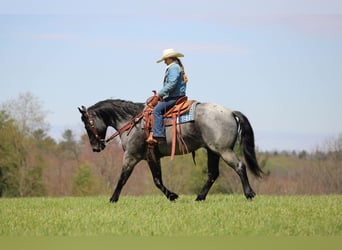American Quarter Horse, Gelding, 4 years, Roan-Blue