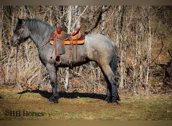 American Quarter Horse, Gelding, 4 years, Roan-Blue