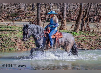 American Quarter Horse, Gelding, 4 years, Roan-Blue