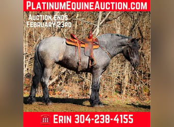 American Quarter Horse, Gelding, 4 years, Roan-Blue