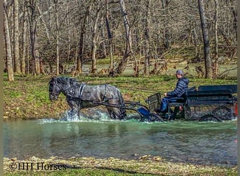 American Quarter Horse, Gelding, 4 years, Roan-Blue