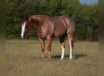 American Quarter Horse, Gelding, 4 years, Roan-Red