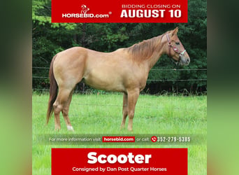 American Quarter Horse, Gelding, 4 years, Roan-Red