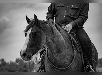 American Quarter Horse, Gelding, 4 years, Roan-Red