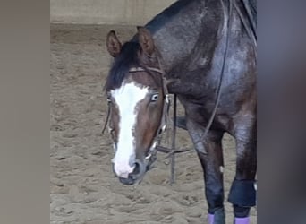 American Quarter Horse, Gelding, 4 years, Roan-Red