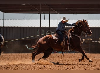 American Quarter Horse, Gelding, 4 years, Sorrel