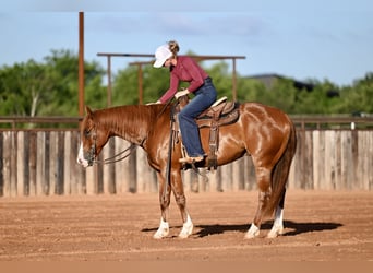 American Quarter Horse, Gelding, 4 years, Sorrel