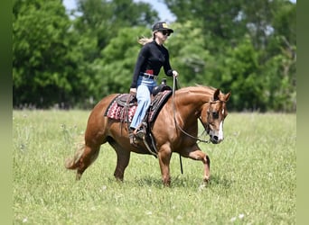 American Quarter Horse, Gelding, 4 years, Sorrel