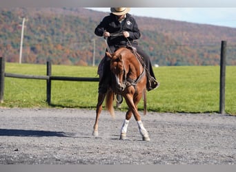 American Quarter Horse, Gelding, 4 years, Sorrel