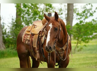 American Quarter Horse, Gelding, 4 years, Sorrel