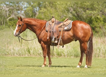 American Quarter Horse, Gelding, 4 years, Sorrel