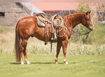 American Quarter Horse, Gelding, 4 years, Sorrel