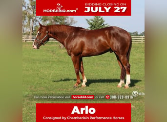 American Quarter Horse, Gelding, 4 years, Sorrel