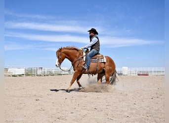 American Quarter Horse, Gelding, 4 years, Sorrel