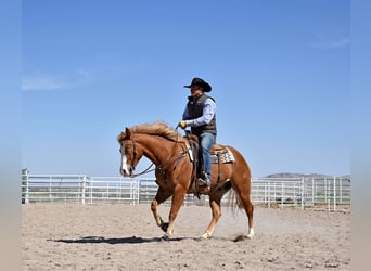 American Quarter Horse, Gelding, 4 years, Sorrel