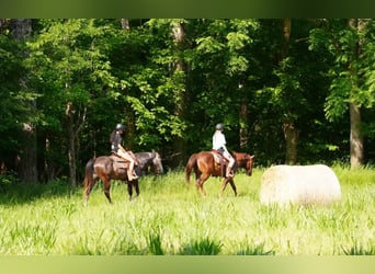 American Quarter Horse, Gelding, 4 years, Sorrel