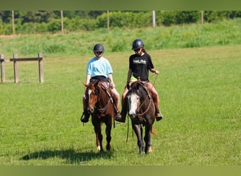 American Quarter Horse, Gelding, 4 years, Sorrel