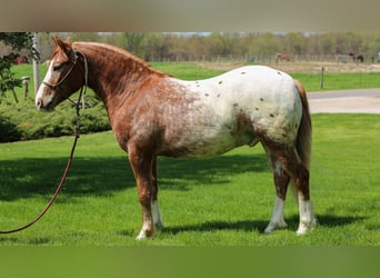 American Quarter Horse Mix, Gelding, 4 years, Sorrel
