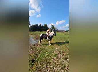 American Quarter Horse, Gelding, 4 years, Tobiano-all-colors