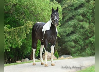 American Quarter Horse, Gelding, 4 years, Tobiano-all-colors