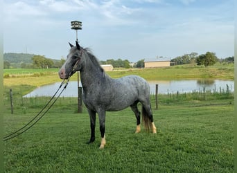 American Quarter Horse, Gelding, 5 years, 13,1 hh, Roan-Blue