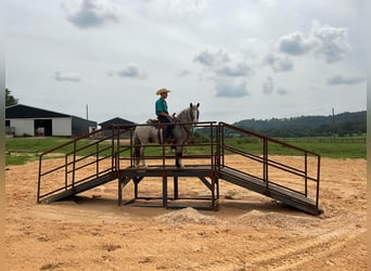 American Quarter Horse, Gelding, 5 years, 13,1 hh, Roan-Blue