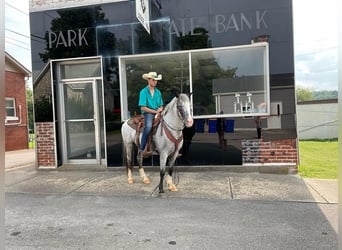 American Quarter Horse, Gelding, 5 years, 13,1 hh, Roan-Blue