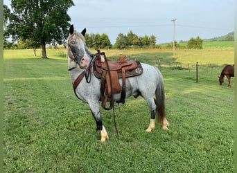 American Quarter Horse, Gelding, 5 years, 13,1 hh, Roan-Blue