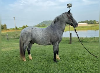 American Quarter Horse, Gelding, 5 years, 13,1 hh, Roan-Blue