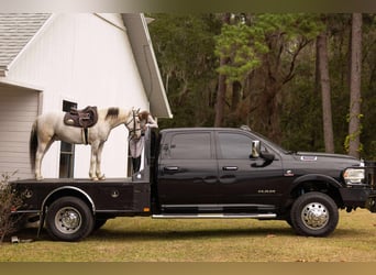 American Quarter Horse Mix, Gelding, 5 years, 13.2 hh, Pinto