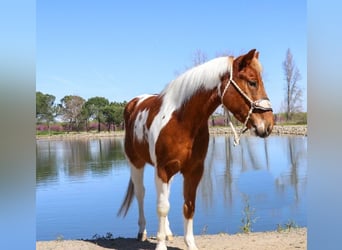American Quarter Horse, Gelding, 5 years, 13.3 hh, Chestnut
