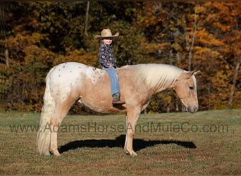 American Quarter Horse, Gelding, 5 years, 13,3 hh, Palomino