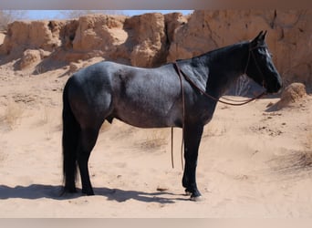 American Quarter Horse Mix, Gelding, 5 years, 13,3 hh, Roan-Blue