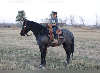 American Quarter Horse Mix, Gelding, 5 years, 13,3 hh, Roan-Blue