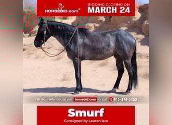 American Quarter Horse Mix, Gelding, 5 years, 13.3 hh, Roan-Blue