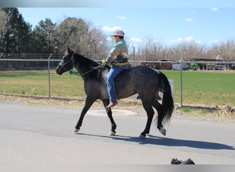 American Quarter Horse Mix, Gelding, 5 years, 13.3 hh, Roan-Blue