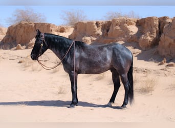 American Quarter Horse Mix, Gelding, 5 years, 13.3 hh, Roan-Blue