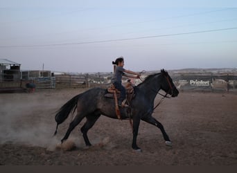 American Quarter Horse Mix, Gelding, 5 years, 13.3 hh, Roan-Blue